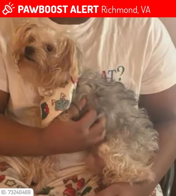 Lost Male Dog last seen Hopkins and cofer road, Richmond, VA 23224