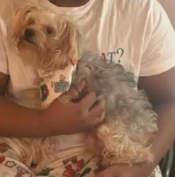 Lost Male Dog last seen Hopkins and cofer road, Richmond, VA 23224
