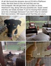 Found/Stray Female Dog last seen CG Hill Park entrance, Pfafftown, NC 27040
