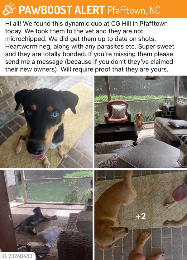 Found/Stray Female Dog last seen CG Hill Park entrance, Pfafftown, NC 27040