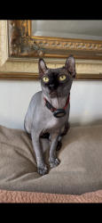 Lost Male Cat last seen Arthur ave Chula Vista, Chula Vista, CA 91910