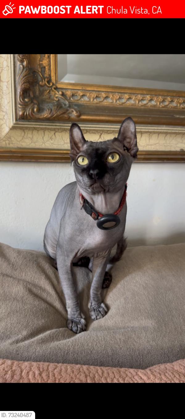 Lost Male Cat last seen Arthur ave Chula Vista, Chula Vista, CA 91910