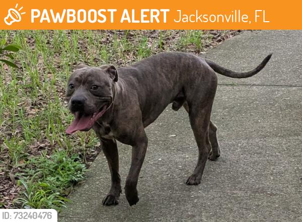 Surrendered Male Dog last seen Near JEA Pump Station on Bridgecreek Drive, Jacksonville, FL 32244