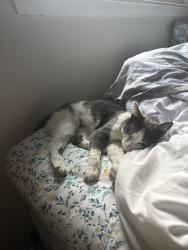 Reunited Female Cat last seen Ledgestone and Steffens, Waterford Township, MI 48329