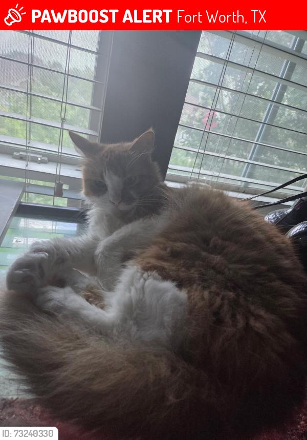 Lost Male Cat last seen Keller-Haslet Rd., Fort Worth, TX 76244