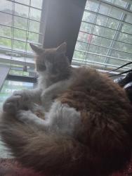 Lost Male Cat last seen Keller-Haslet Rd., Fort Worth, TX 76244