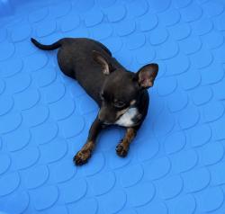 Lost Female Dog last seen Potomac and Virginia Ave, Bakersfield, CA 93307