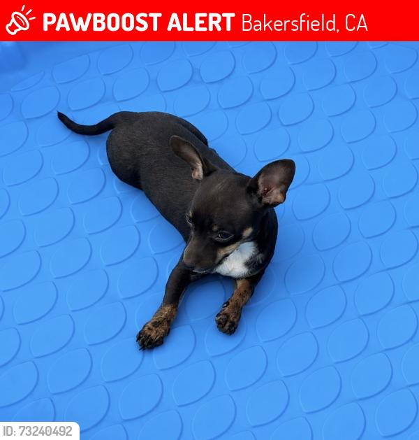 Lost Female Dog last seen Potomac and Virginia Ave, Bakersfield, CA 93307