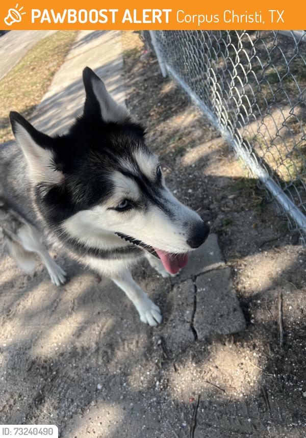 Found/Stray Female Dog last seen Odem Dr / Nicholson Dr, Corpus Christi, TX 78415