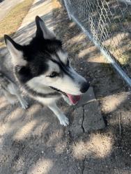 Found/Stray Female Dog last seen Odem Dr / Nicholson Dr, Corpus Christi, TX 78415