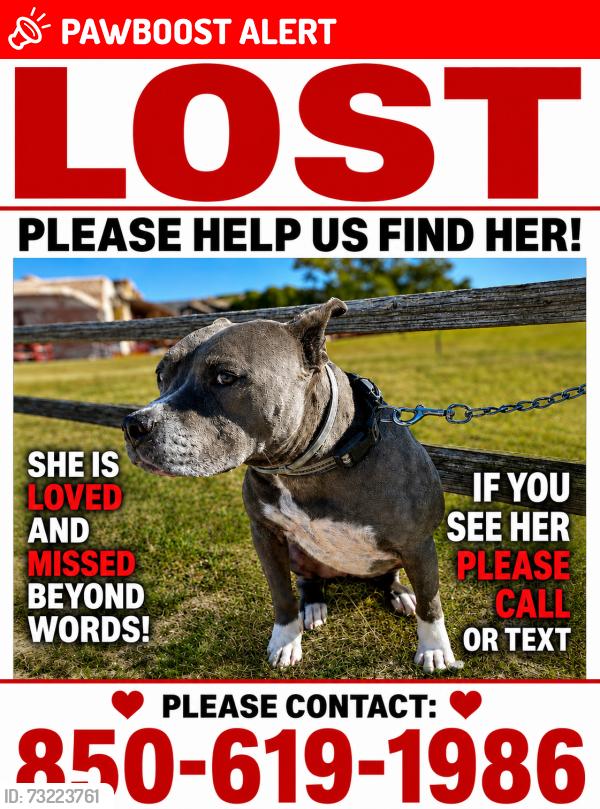 Lost Female Dog last seen Pineforest Rd close to Five Flags Speedway, Northwest Pensacola, FL 32526