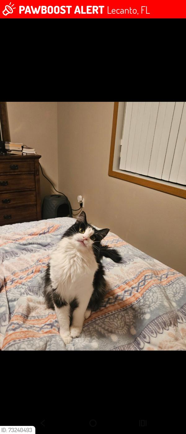 Lost Female Cat last seen S Scaraboro Ave, Lecanto, FL 34461