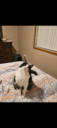 Lost Female Cat last seen S Scaraboro Ave, Lecanto, FL 34461