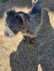 Found/Stray Male Dog last seen Butler and Artesia, Long Beach, CA 90805