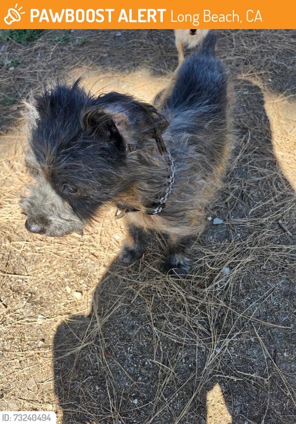 Found/Stray Male Dog last seen Butler and Artesia, Long Beach, CA 90805