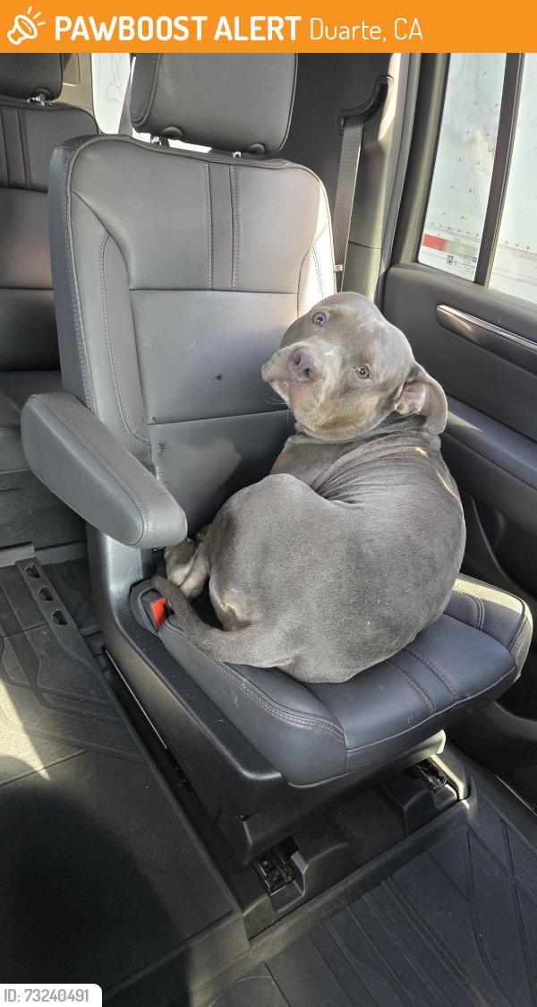 Found/Stray Male Dog last seen Huntington Dr., Duarte, CA 91010