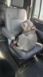 Found/Stray Male Dog last seen Huntington Dr., Duarte, CA 91010