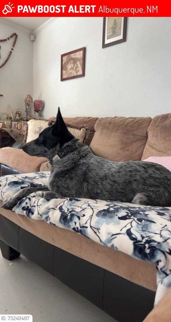 Lost Male Dog last seen Juan tabo and cooper, Albuquerque, NM 87123