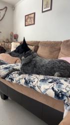 Lost Male Dog last seen Juan tabo and cooper, Albuquerque, NM 87123