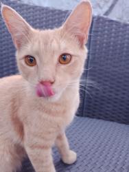 Found/Stray Male Cat last seen Kendall St, Central Falls, RI 02863