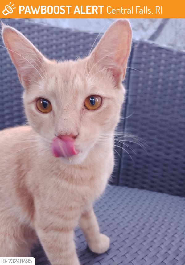 Found/Stray Male Cat last seen Kendall St, Central Falls, RI 02863