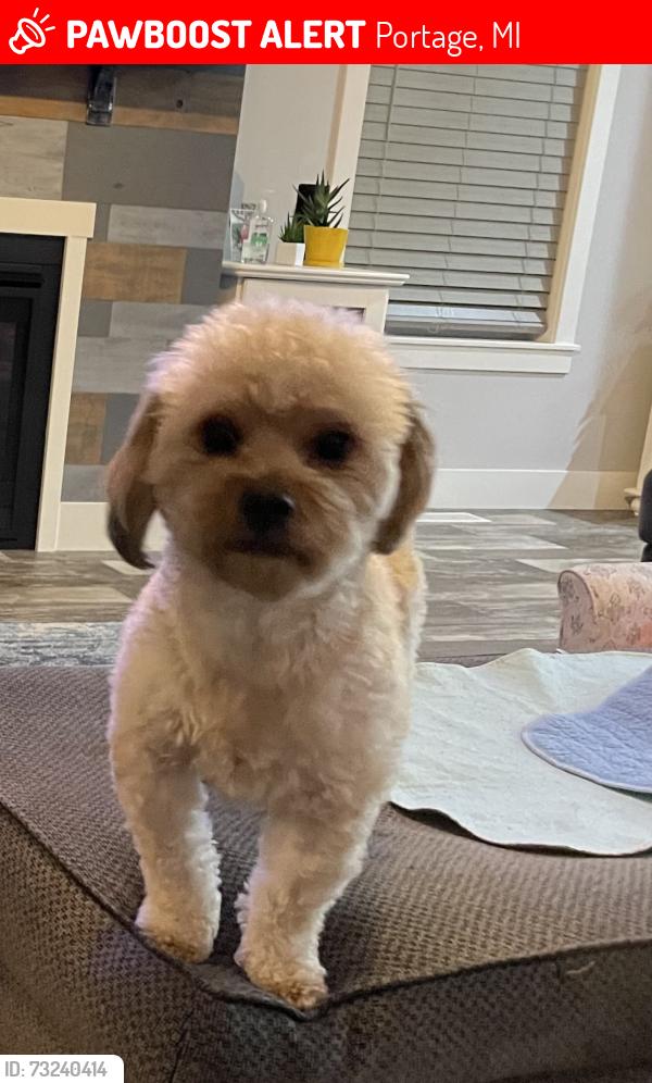 Lost Male Dog last seen Andrews st woodhams st, Portage, MI 49002
