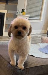 Lost Male Dog last seen Andrews st woodhams st, Portage, MI 49002