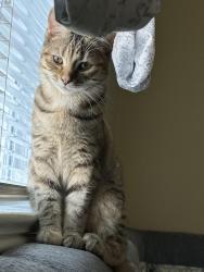 Reunited Female Cat last seen Foxhall Dr, Silver Spring MD 20906, Silver Spring, MD 20906