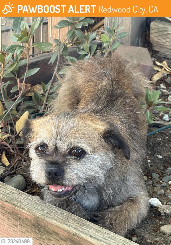 Found/Stray Female Dog last seen Quartz & Jefferson, Redwood City, CA 94062
