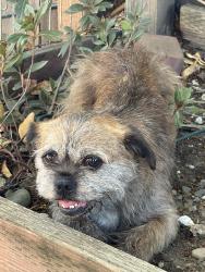 Found/Stray Female Dog last seen Quartz & Jefferson, Redwood City, CA 94062