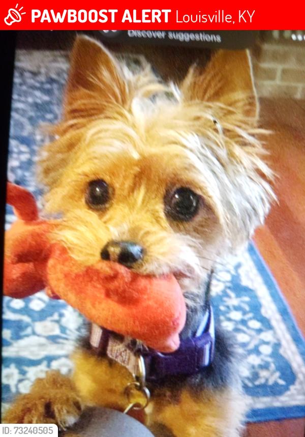 Lost Female Dog last seen Lester Ave and Weyler Ave, Louisville, KY 40215