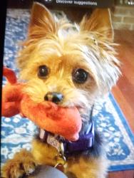 Lost Female Dog last seen Lester Ave and Weyler Ave, Louisville, KY 40215