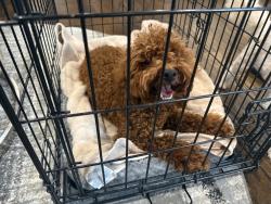 Found/Stray Male Dog last seen James Jackson parkway, Atlanta, GA 30318