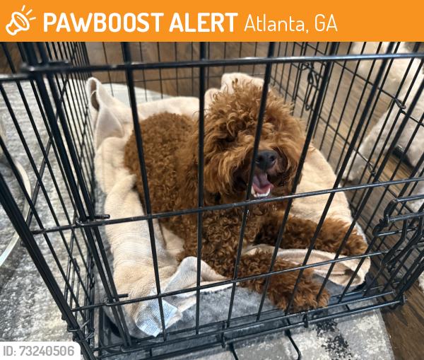 Found/Stray Male Dog last seen James Jackson parkway, Atlanta, GA 30318