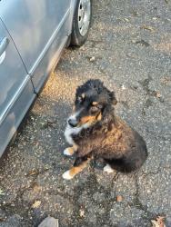 Reunited Male Dog last seen 9th Ave NW and 2nd st NW, Rochester, MN 55901