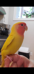 Lost Male Bird last seen Carlton, Montréal, QC 