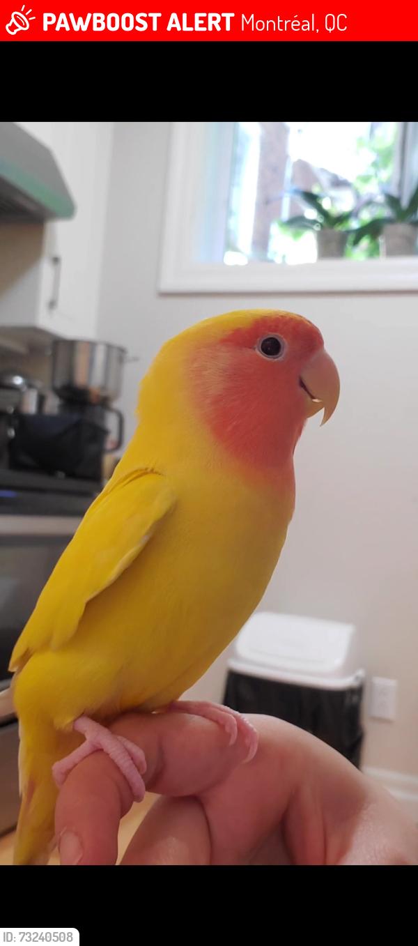 Lost Male Bird last seen Carlton, Montréal, QC 