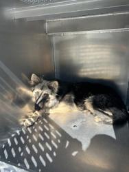 Shelter Stray Male Dog last seen Near Haynes Ave, East District,, 355 Hillshire Dr, Haslet, TX 76052, USA