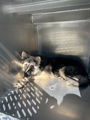 Shelter Stray Male Dog last seen Near Haynes Ave, East District,, 355 Hillshire Dr, Haslet, TX 76052, USA