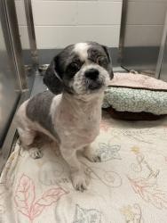 Shelter Stray Male Dog last seen Rufe Snow Side Street, Keller, TX, 330 Rufe Snow Dr, Keller, TX 76248, USA