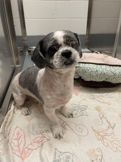 Shelter Stray Male Dog last seen Rufe Snow Side Street, Keller, TX, 330 Rufe Snow Dr, Keller, TX 76248, USA