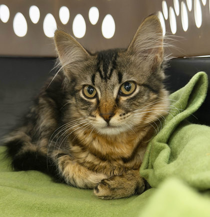 Shelter Stray Male Cat last seen Near FOLSOM BLVD, Rancho Cordova, CA, 6201 Florin Perkins Rd, Sacramento, CA 95828, USA