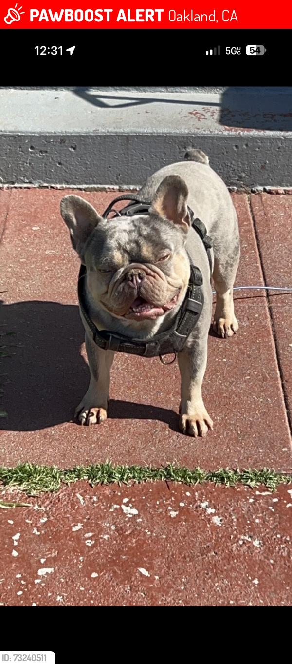 Lost Male Dog last seen Sunnyside Ave, Oakland, CA 94603