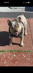 Lost Male Dog last seen Sunnyside Ave, Oakland, CA 94603