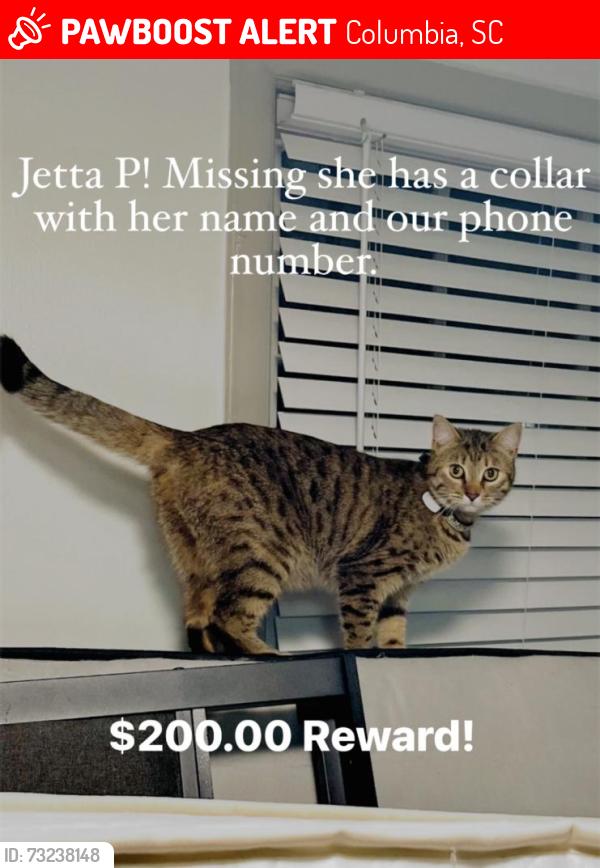 Lost Female Cat last seen Near Beatty Rd, Columbia, SC 29210
