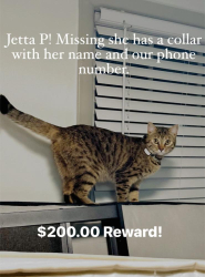 Lost Female Cat last seen Near Beatty Rd, Columbia, SC 29210
