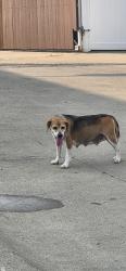 Found/Stray Female Dog last seen West Washington St. & South Banner Ave., Indianapolis, IN 46241