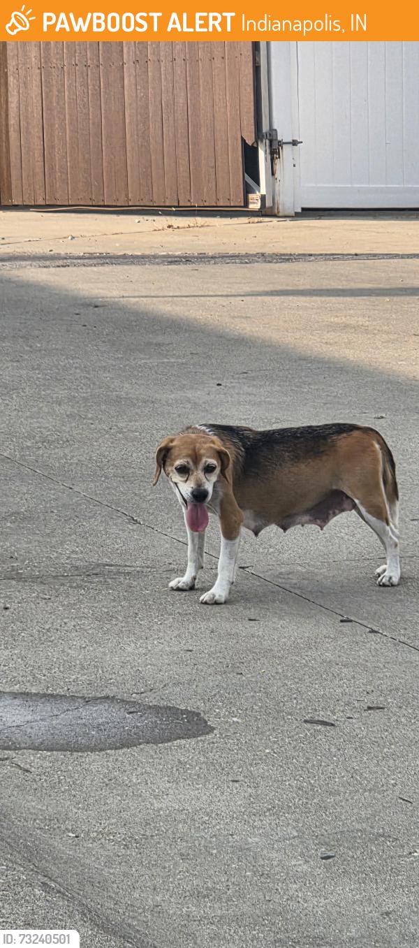 Found/Stray Female Dog last seen West Washington St. & South Banner Ave., Indianapolis, IN 46241