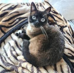 Reunited Female Cat last seen Lantana Drive/ Tussock street, Narre Warren, VIC 3805