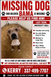 Lost Male Dog last seen dolby street, Lake Charles, LA 70605